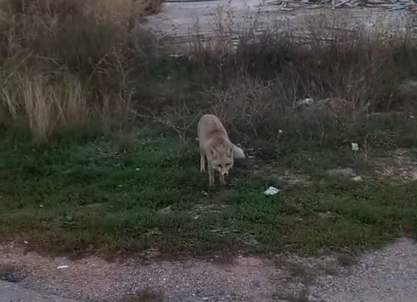 Bayburt’ta yerleşim alanlarında tilki ve yılan görüldü